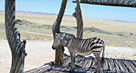 Zebra camuflada, Nam&iacute;bia