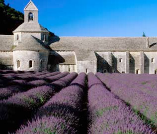 Abbaye de Senanque lavender