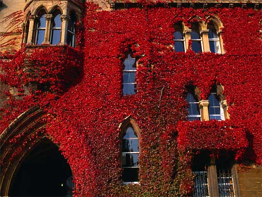  Red ivy masks the facade of an historical building in Oxford
