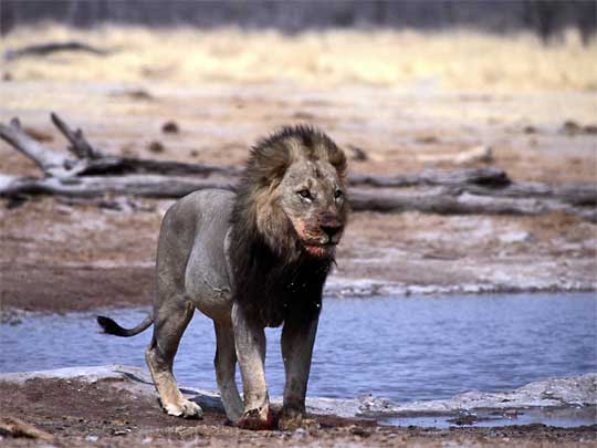  Black-Mane Lion after a kill, Savuti Waterhole, Chobe National Park