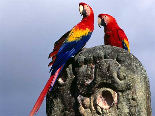  Three heads are better than one: Scarlet Macaws on macaw carving at Copán
