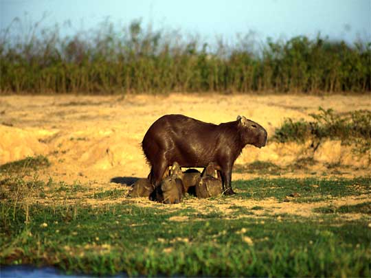  Capybara coolly nursing her young in the wetlands of Hato El Frío, Los Llanos