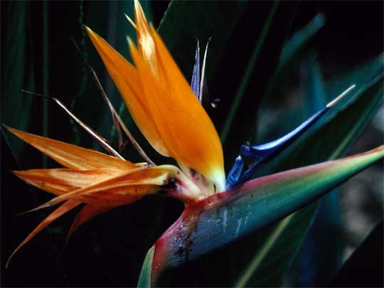  Colourful flower spike of the Bird of Paradise, in the Hilo Botanical Garden