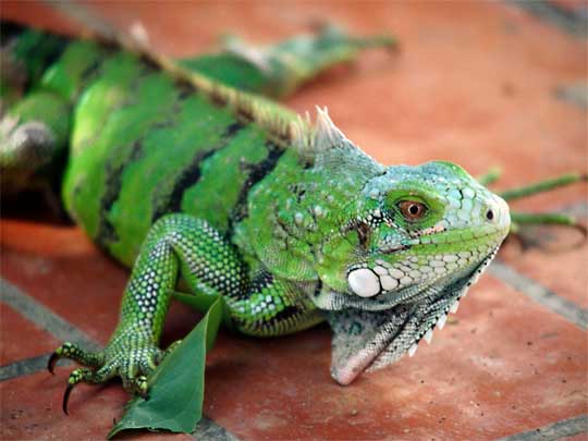  Green Iguana: about the only thing in Bonaire not diving