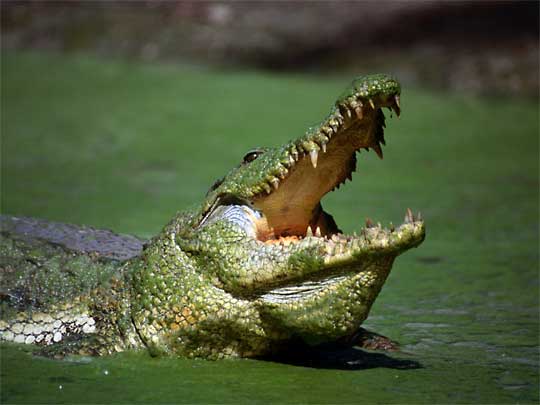  Kachikaly Crocodile Pool, a sacred site, believed to bring fertility, Bakau