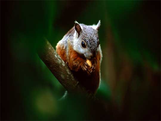  Watch your nuts: the variegated squirrel is common throughout Costa Rica