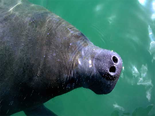  Does my nose look big in this: a West Indian Manatee comes up for air