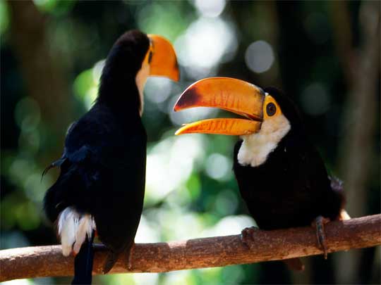  Toucan twosome, Matogrossense National Park, Pantanal