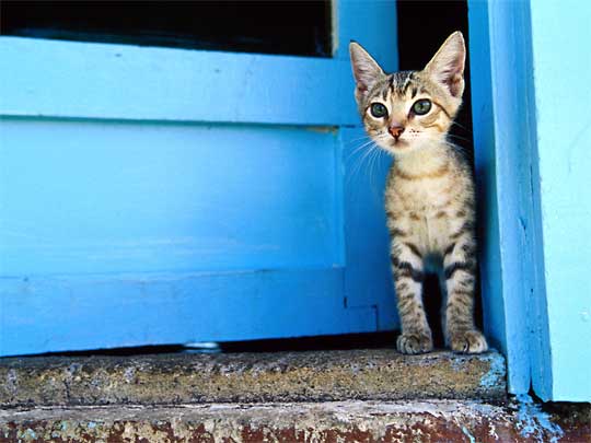  Kitten, deliberately being cute, in Apia, on 'Upolu