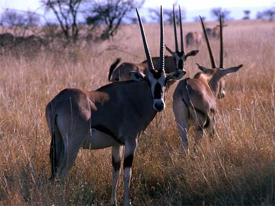  Oryx gazelle in Awash National Park, central Ethiopia