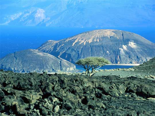  Very courageous tree, with Bay of Ghoubet in background