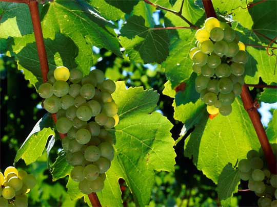  Chardonnay grapes growing in one of Napa Valley's 200 wineries
