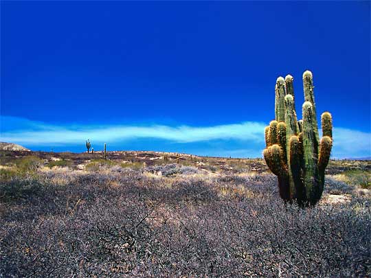  Groovy Cardon cactus dots the desert landscape