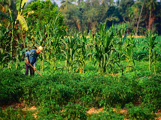  Farmer tilling his field near Chiang Mai