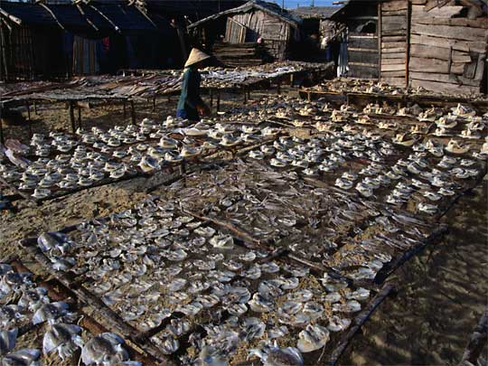  A some what arduous task, fish drying on Hainan Island