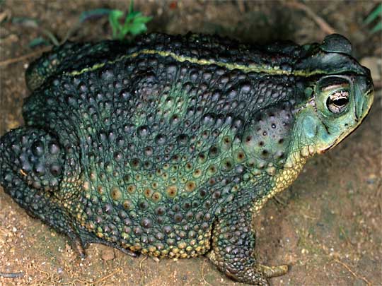  Don't call me Kermit: the Common Lime Striped Toad (Bufo fernandezae)