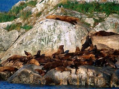  Just catchin' some rays: Steller sea lion colony on Marble Island, Glacier Bay