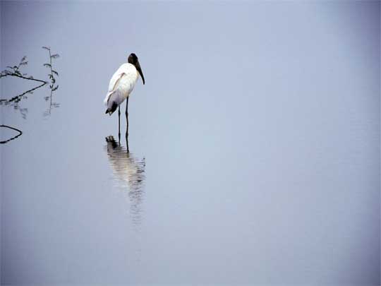  Storking in the shallows, Playa Esterillo