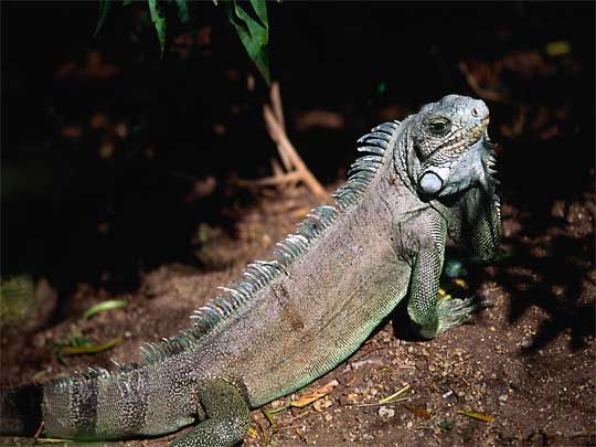  It's not a lizard, it's an iguana: these beauties can be found around Utila