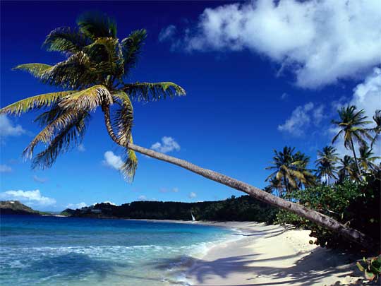  Palm trees frame the white sands of Galley Beach in the Leeward Islands