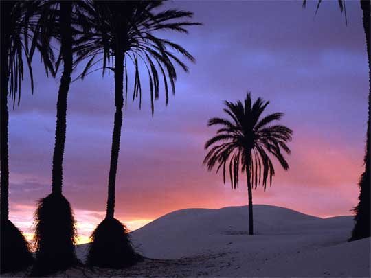  Sunrise over palms in the sand, near Douz, southern central Tunisia