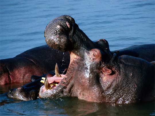  Hippopotamus raising a complaint, Lake Tanganyika