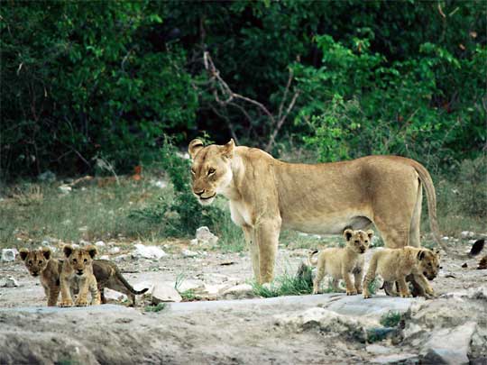  Lioness and cubs in Etosha National Park