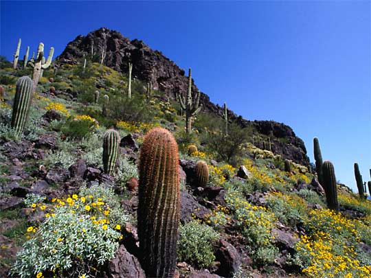  Various cacti on Picacho Peak, in Picacho Peak State Park