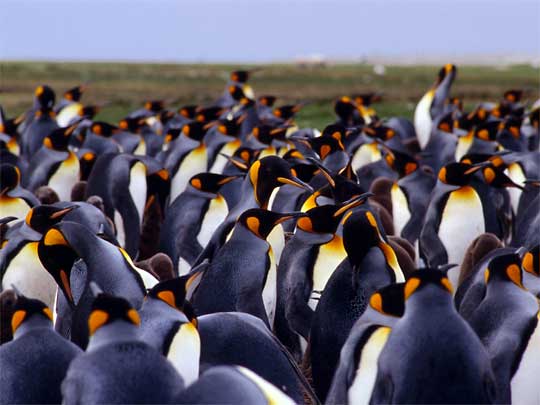  Where's Wally? A gaggle of King Penguins, once nearly extinct, still endangered