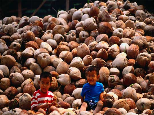  Children finding joy on a pile of coconuts, Ko Samui