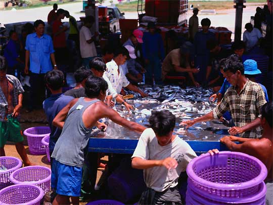 Fish, men and purple plastic baskets at Seafood Market in Phuket Town
