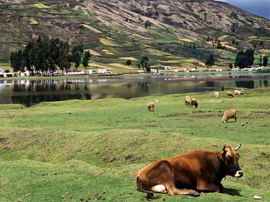  Cow takes siesta by Cajabamba lagoon, near Baños