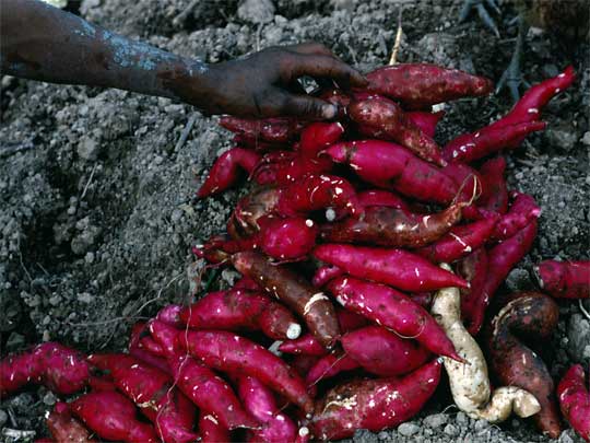  Yams: a kind of tuber; part of staple diet of New Guinean tribal peoples