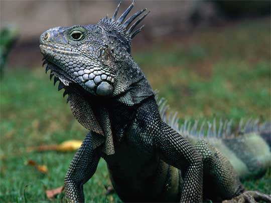  What you lookin' at? - iguana in Parque Bolívar
