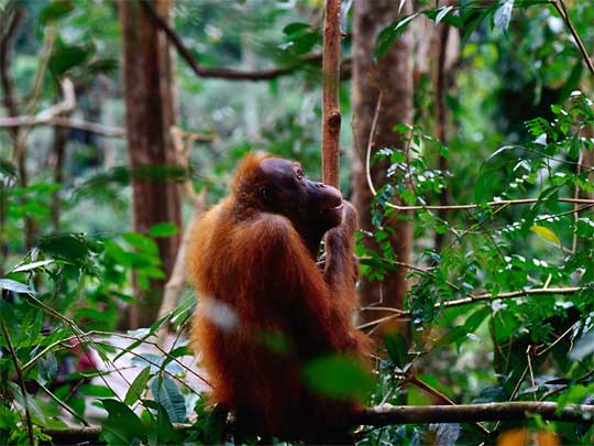  Orangutan, an endangered species, at Bohorok Orangutan Viewing Centre