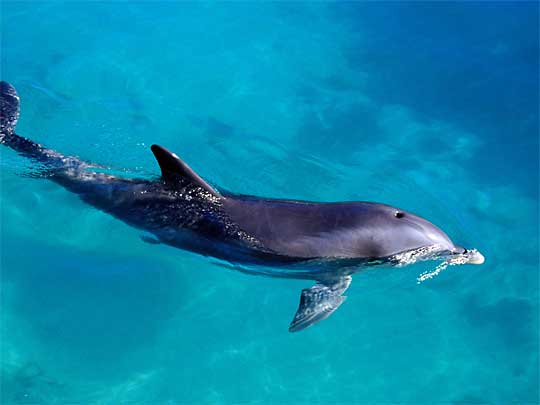  Dolphin swimming about at Maritime Museum, Royal Naval Dockyard