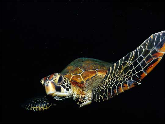 Green Sea Turtle (Chelonia mydas)
