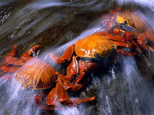  Sally Lightfoot Crabs hanging on tight, Galápagos Islands