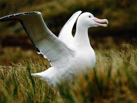  Beautiful Wandering Albatross having a wander about South Georgia
