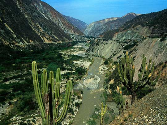  Cactus club: weird and wonderful Andean flora in the arid Chama River valley