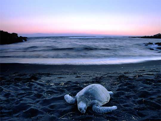  Green Sea Turtle on black sand beach at dusk, Punaluu State Park