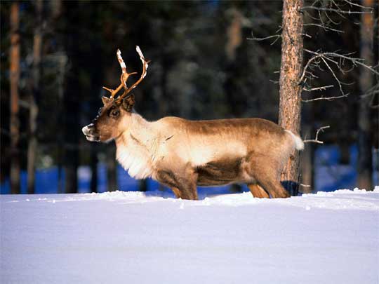  Reindeer, standing on another Reindeer buried under snow
