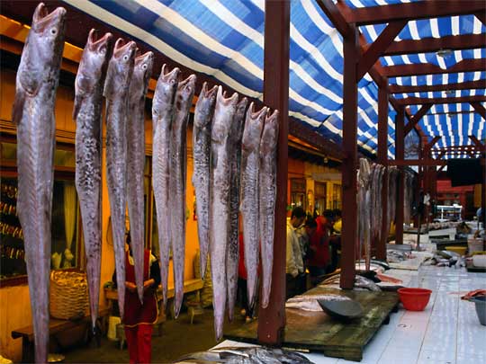  Just hanging around: Congrio fish for sale at Angelmo fish market, Puerto Montt