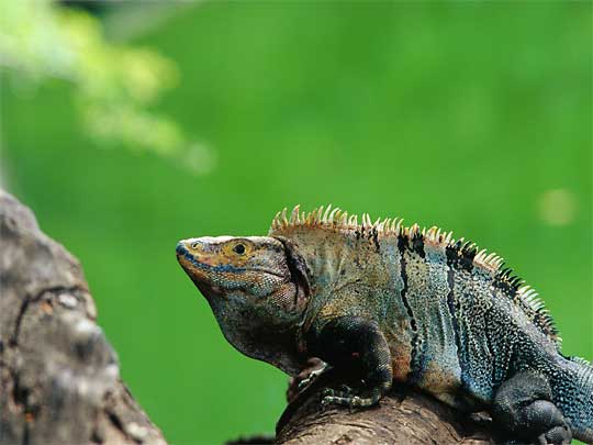  Do you like my scaly mohawk? - Ctenosaur lizard, Liberia