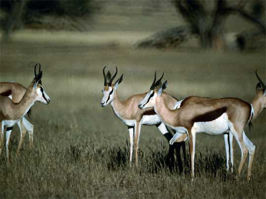  South Africa's national mascot, the Springbok, a dainty antelope