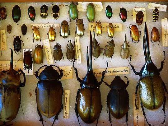  Rare beetle memorabilia, collected in the Chiriquí cloud forest