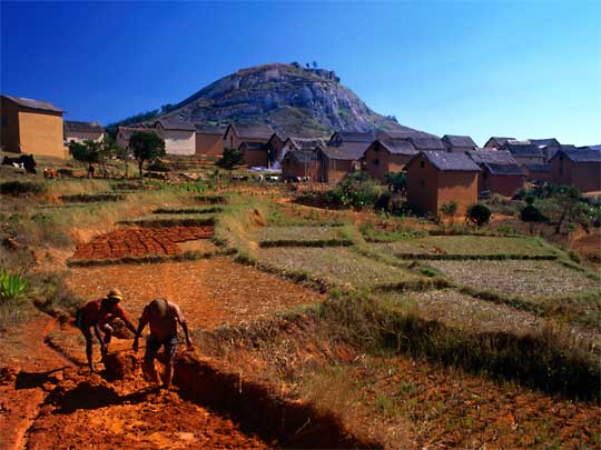  Farmers working in red mud, at village in highlands south of Antananarivo