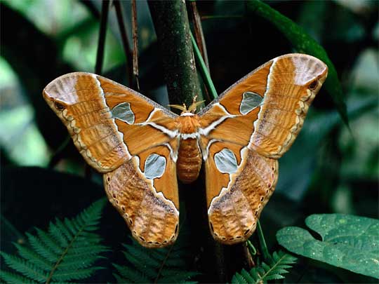  Wings the size of a dove: giant moth at Pilpintuwasi Butterfly Farm