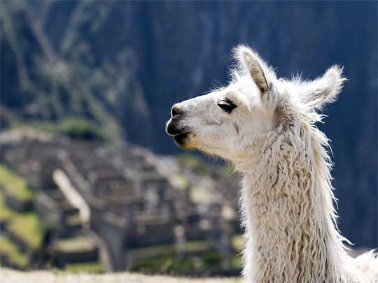  Llama stands guard over his ancient dominion