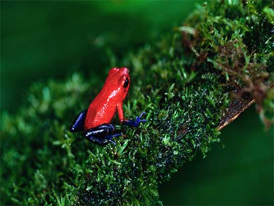  Beware the cute strawberry frogs: Poison Arrow Dart Frog, Costa Rica